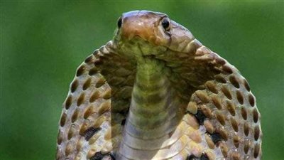 يروي أنه كان هناك اخوين